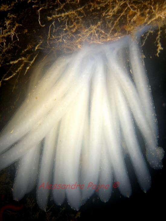 Uova di calamaro